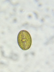 Bacillariophycidae