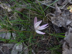 Caladenia prolata