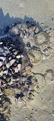 Anthopleura