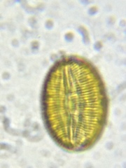 Bacillariophycidae