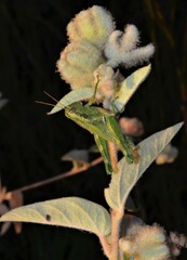 Campylacantha olivacea