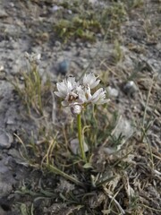 Allium polyrhizum