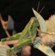 Campylacantha olivacea