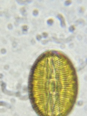 Bacillariophycidae
