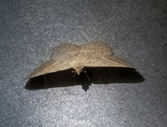 Digrammia irrorata