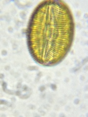 Bacillariophycidae