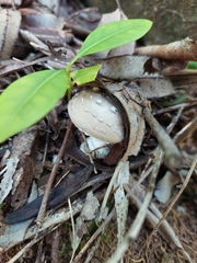 Battarrea phalloides