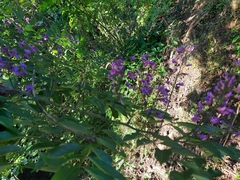 Lonchocarpus