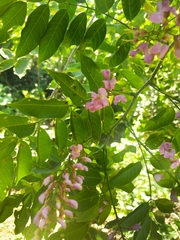 Lonchocarpus