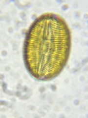 Bacillariophycidae