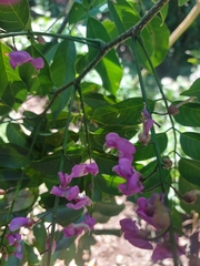 Lonchocarpus