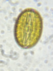 Bacillariophycidae