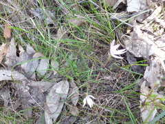 Caladenia prolata