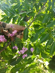 Lonchocarpus