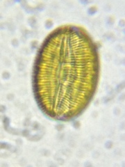 Bacillariophycidae