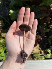 Panaeolus cinctulus