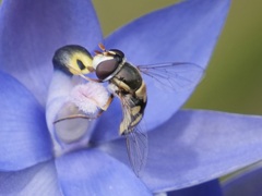 Simosyrphus grandicornis