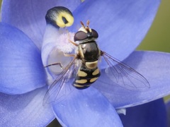 Simosyrphus grandicornis