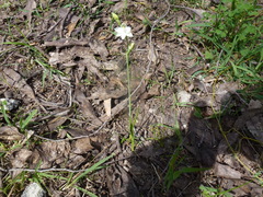 Thelymitra albiflora