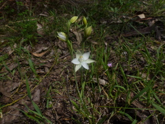 Thelymitra albiflora