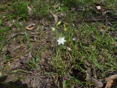 Thelymitra albiflora