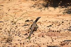 Varanus gouldii