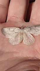 Philedia punctomacularia