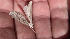 Philedia punctomacularia