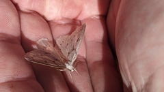 Philedia punctomacularia