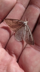 Philedia punctomacularia