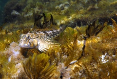 Lepidoblennius marmoratus