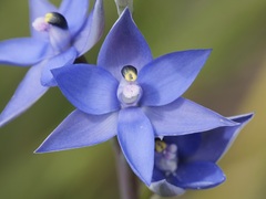 Thelymitra macrophylla