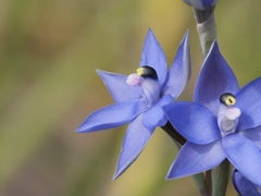 Thelymitra macrophylla