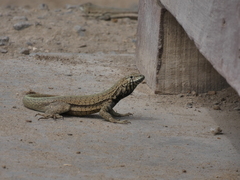 Microlophus peruvianus