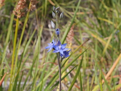 Thelymitra macrophylla