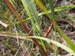Thelymitra macrophylla