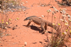 Varanus panoptes rubidus