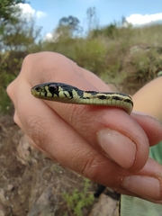 Thamnophis pulchrilatus