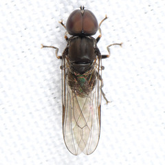 Pipunculidae