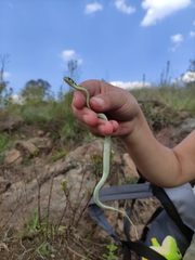 Thamnophis pulchrilatus