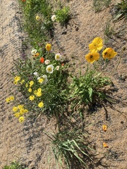 Papaver croceum