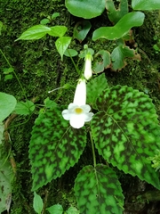 Smithiantha multiflora