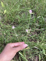Gomphrena serrata
