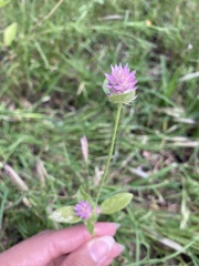 Gomphrena serrata