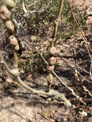 Euhexomyza schineri