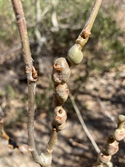 Euhexomyza schineri
