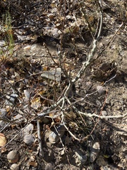 Euhexomyza schineri
