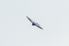 Hirundo atrocaerulea