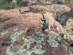 Sceloporus torquatus