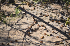 Ctenophorus maculatus